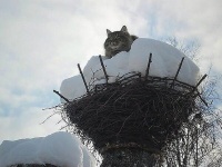 Открыть в полном размере