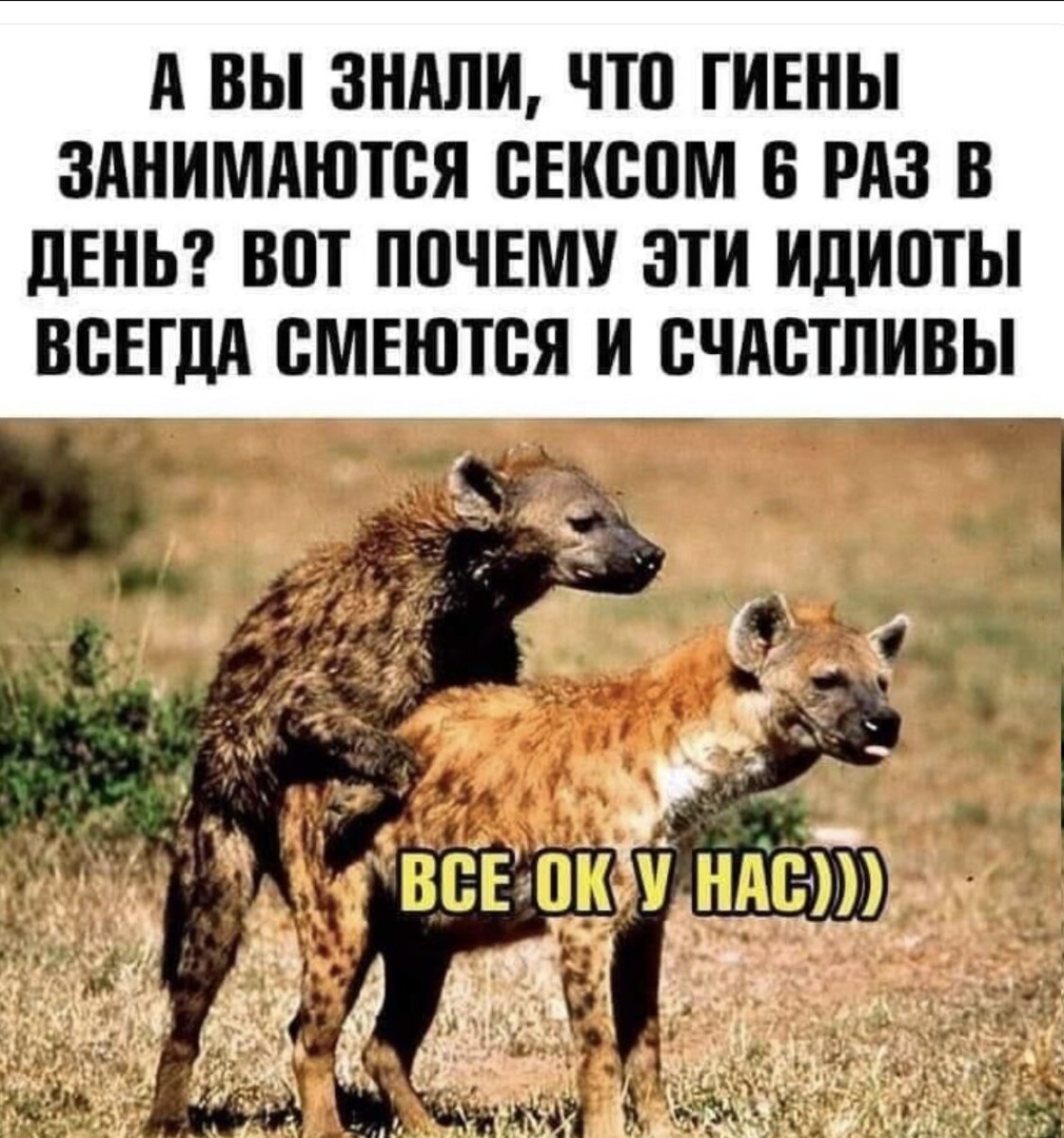 Всегда смейтесь. Цитаты про гиен. Мемы про гиен.