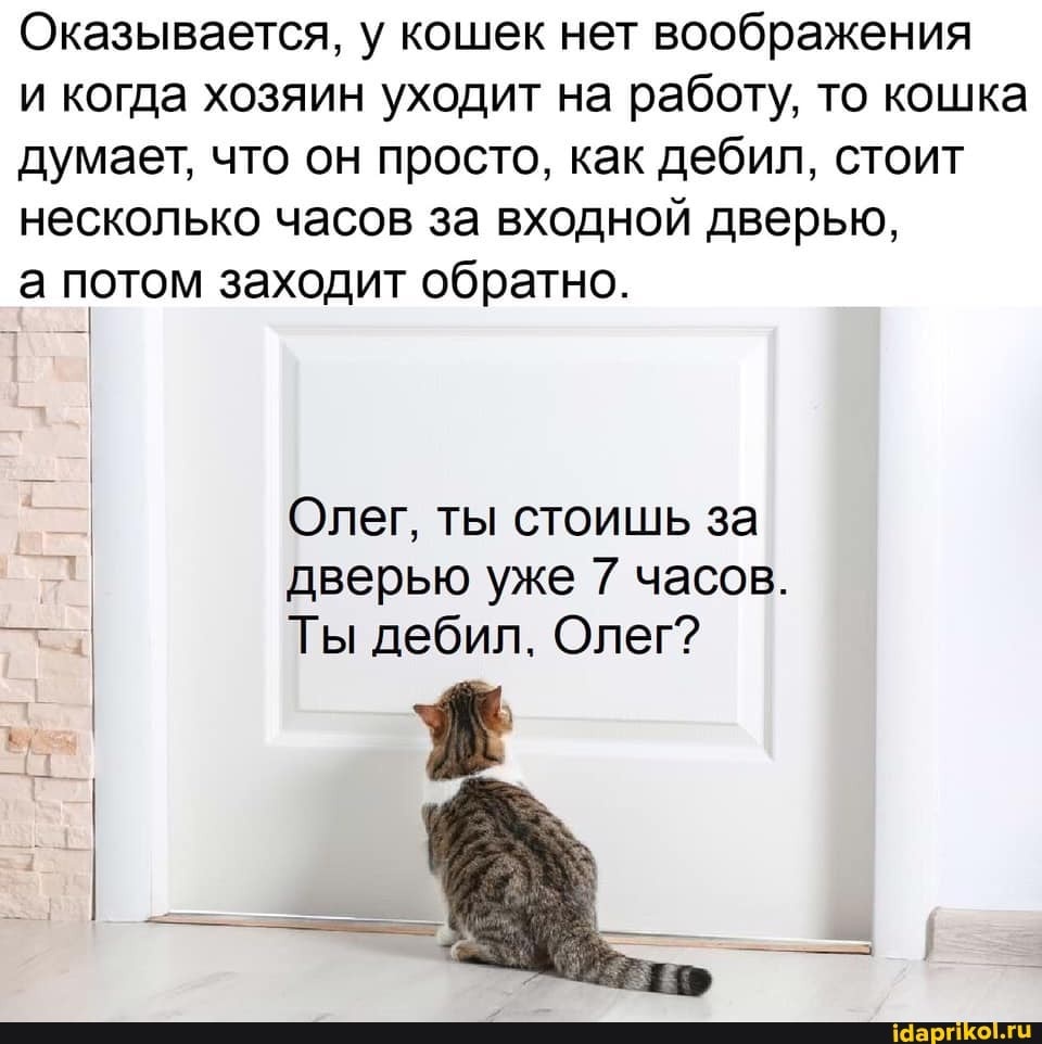 Оказывается у кошек нет воображения