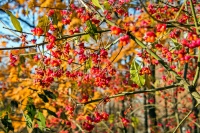 Открыть в полном размере