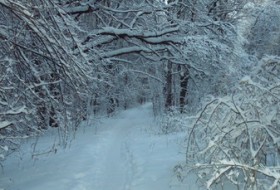 Аффилиация, 88 - Мои авторские фото (зима)