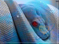 Alex, 41 - Miscellaneous