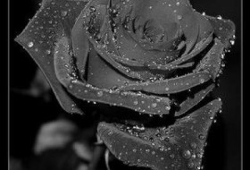 ЧернаяРоза, 37 - черная роза