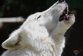 Canis lupus, 46 - Canis lupus (серый волк) 