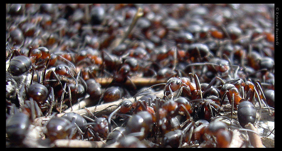 Куча муравьев. Муравьи много. Много муравьёв. Толпа муравьев.