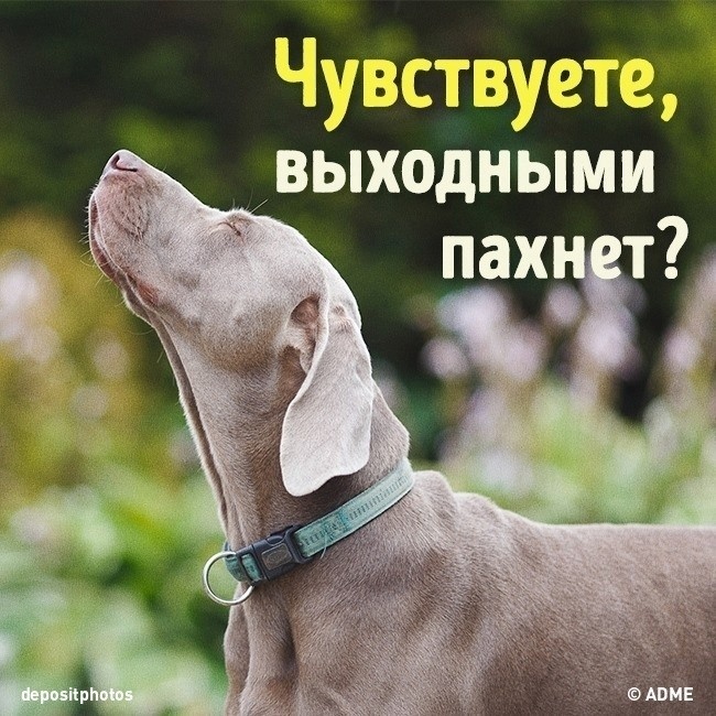 Открытки чувствую выходные, надписью девушка