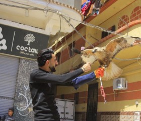 احمد التركي, 28, Alexandria