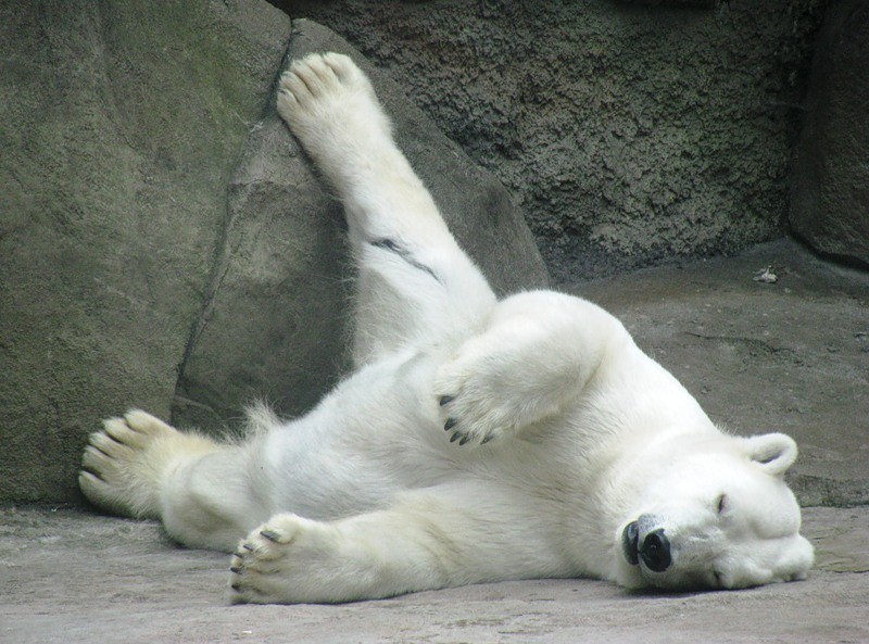 Спокойно ы. Спящий белый медведь. Белый медведь лежит. Сонный Медвежонок.