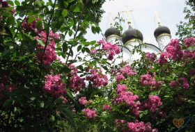 Spring, 38 - розы в саду церкви