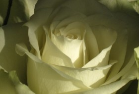 Алёна, 32 - Мои любимые розы