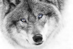 Alex, 39 - Miscellaneous