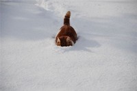 Открыть в полном размере