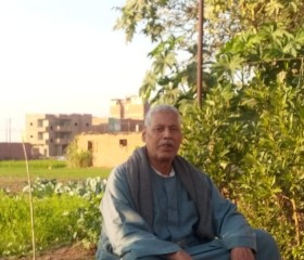 محمد فهمي, 73 года, شبين الكوم