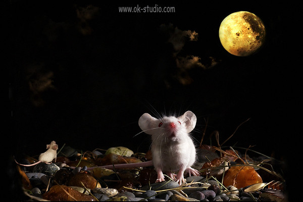 Спокойной мыши. Спокойной ночи мышонок. Спокойной ночи мышка. Ночь и мышка. Лесная мышь ночью.