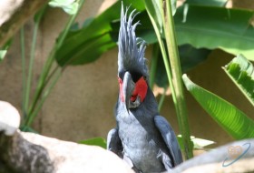 Alex, 48 - Bali Bird's Park