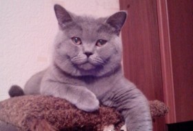 Сергей, 48 - Мой кот Самсон
