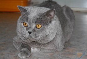Борислав, 55 - Мой кот