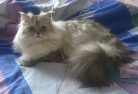 Svetlana, 39 - my cat Rusya