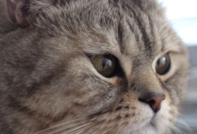 Виталий, 56 - Офигенный кот