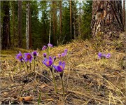 Открыть в полном размере