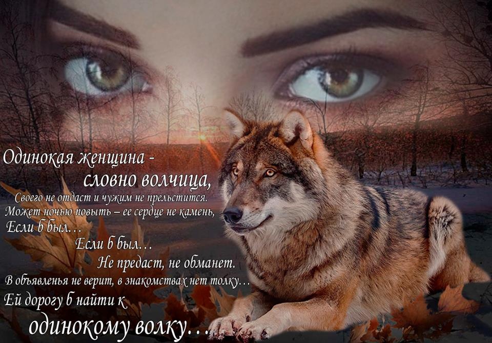 Акварелью, красивые открытки с волками с цитатами