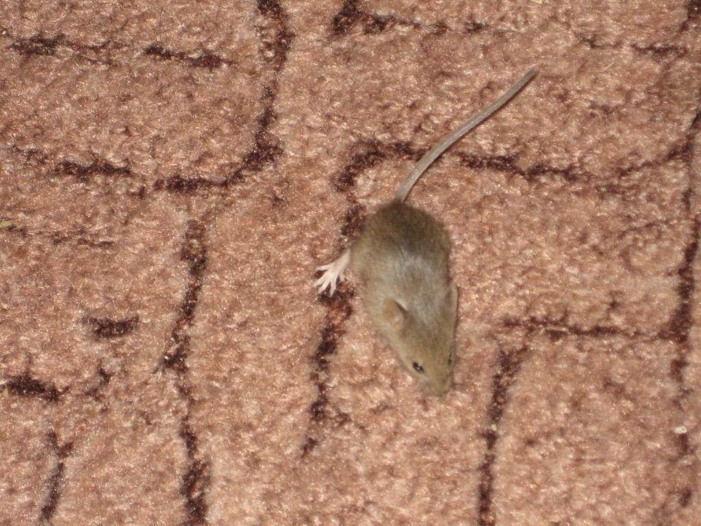 Мыши пробежали предложение. Полевая мышь убегает от змеи. Мышь бежит фото.