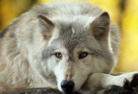 ALEKSEY, 46 - Miscellaneous