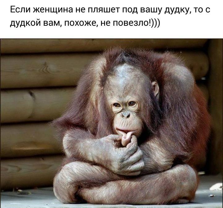 Картинка с обезьяной с надписями, аппликация ромашками