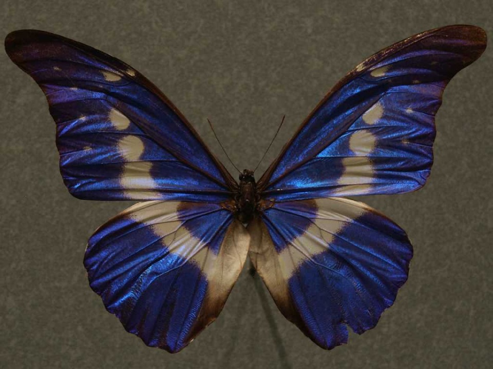 Разные крылья бабочек. Бабочка синрорие Геншин. Eubasilissa Regina бабочка. Холодная бабочки. Бабочка у которой Крылья разных цветов.