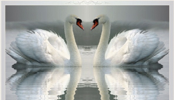 Замечательной паре. Два лебедя. Любовь и лебеди. Красивые лебеди. Влюбленные лебеди.