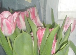 Dona Roza, 54 - Весна, цветы и прочие ...