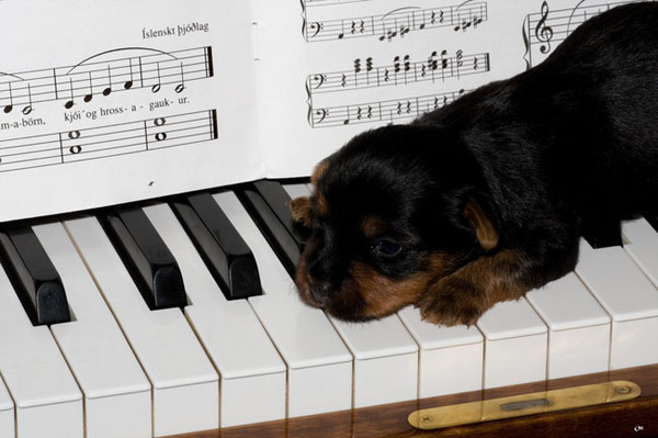 Собачий вальс картинка на пианино