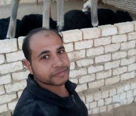 محمد ابراهيم, 34, Al Mansurah