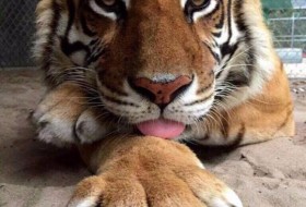 tiger, 36 - Разное