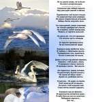 Лебеди татарская песня. Лебедь белая текст. Стихотворение стихотворение про лебедей. Лебеди улетали текст. Лебединая верность стихи.
