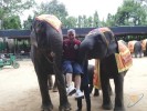 ossmann, 58 - Только Я elephant show pattaya bangkok
