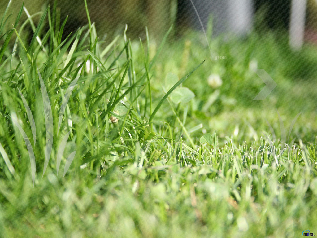 Да трава кроме травы что то было. Зеленая трава. Короткая зеленая травка. Молодая трава. Высокая зелёная трава.