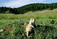 Открыть в полном размере