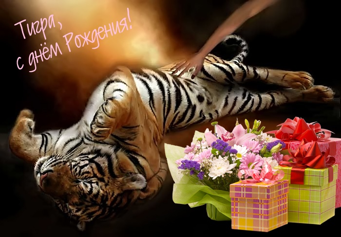 Мужчина рожденный тигр. С днем рождения тигр. Открытка с днём рождения с тигром. С днем рождения тигрица. Тигра поздравления с днём рождения.